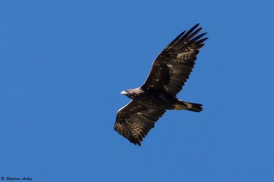 Aigle royal, Aquila chrysaetos