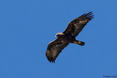 Aigle royal, Aquila chrysaetos