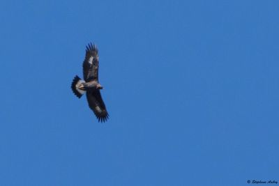 Aigle royal, Aquila chrysaetos