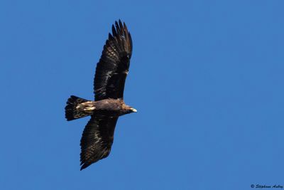 Aigle royal, Aquila chrysaetos
