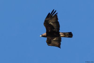 Aigle royal, Aquila chrysaetos