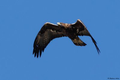 Aigle royal, Aquila chrysaetos