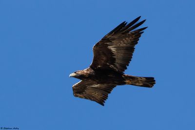 Aigle royal, Aquila chrysaetos