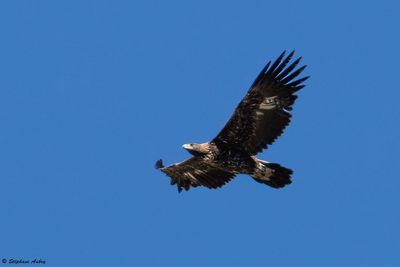 Aigle royal, Aquila chrysaetos