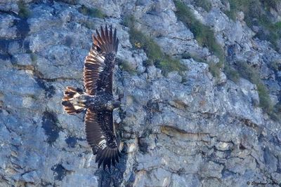 Aigle royal, Aquila chrysaetos