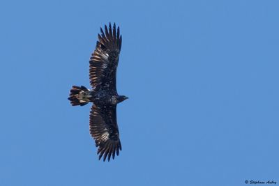Aigle royal, Aquila chrysaetos