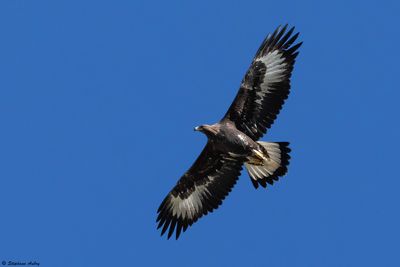 Aigle royal, Aquila chrysaetos