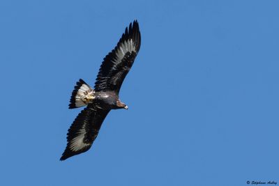 Aigle royal, Aquila chrysaetos