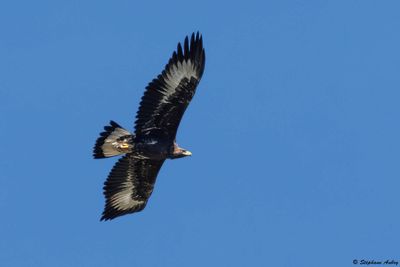 Aigle royal, Aquila chrysaetos