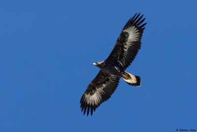 Golden Eagle / Aigle royal, Aquila chrysaetos, Valais, CH, 2025