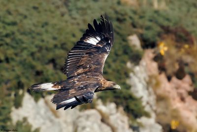 Aigle royal, Aquila chrysaetos