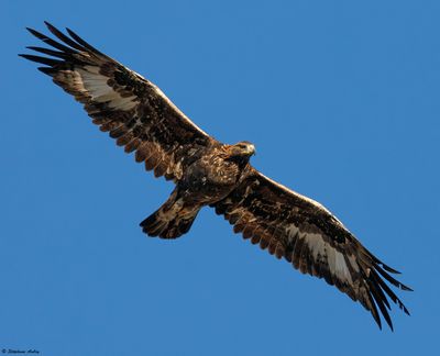 Golden Eagle / Aigle royal, Aquila chrysaetos, Berne-Fribourg, CH, 2024-25