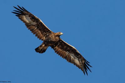 Aigle royal, Aquila chrysaetos