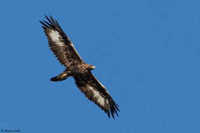 Aigle royal, Aquila chrysaetos
