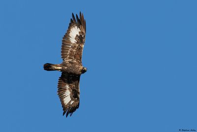 Aigle royal, Aquila chrysaetos