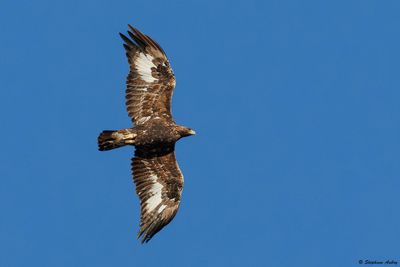 Aigle royal, Aquila chrysaetos