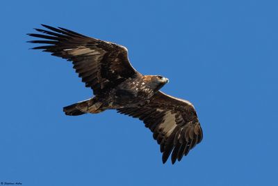 Aigle royal, Aquila chrysaetos
