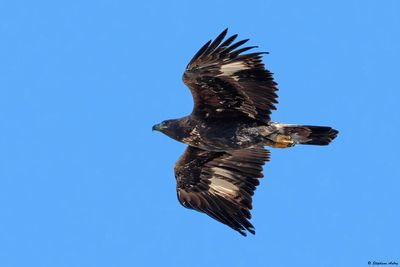 Aigle royal, Aquila chrysaetos