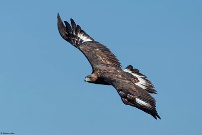Aigle royal, Aquila chrysaetos