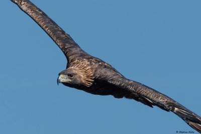 Aigle royal, Aquila chrysaetos