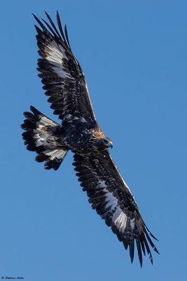 Aigle royal, Aquila chrysaetos