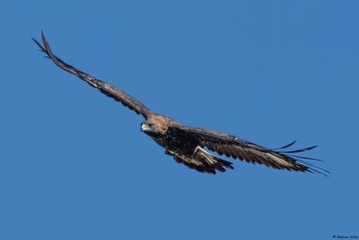 Aigle royal, Aquila chrysaetos