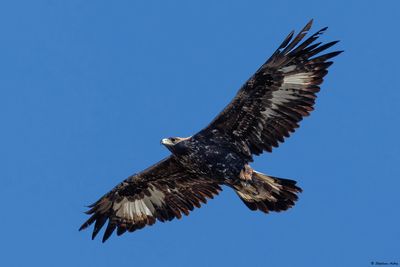 Aigle royal, Aquila chrysaetos