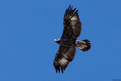 Aigle royal, Aquila chrysaetos
