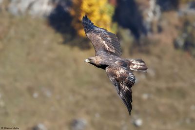 Aigle royal, Aquila chrysaetos