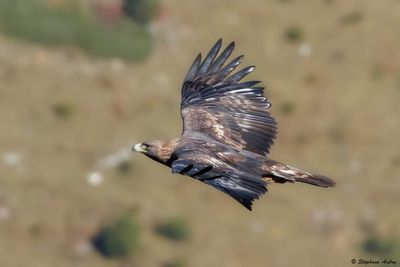 Aigle royal, Aquila chrysaetos