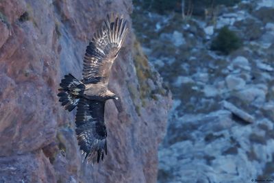 Golden Eagle / Aigle royal, Aquila chrysaetos, Berne-Fribourg, CH, 2024-25