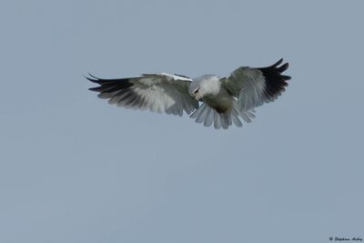 Elanion blanc, Elanus caeruleus
