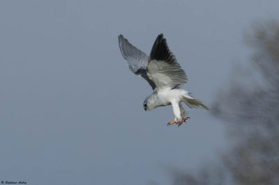 Elanion blanc, Elanus caeruleus