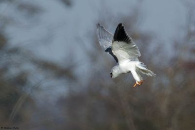 Elanion blanc, Elanus caeruleus