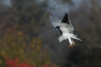 Elanion blanc, Elanus caeruleus