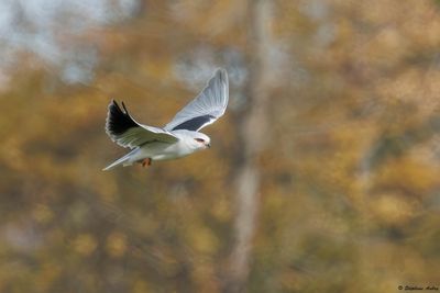 Elanion blanc, Elanus caeruleus