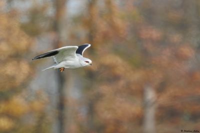 Black-shouldered Kite / Elanion blanc, Elanus caeruleus, Suisse, 2025