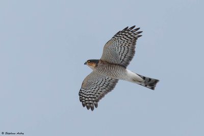 Epervier d'Europe, Accipiter nisus
