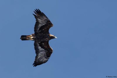 Aigle royal, Aquila chrysaetos