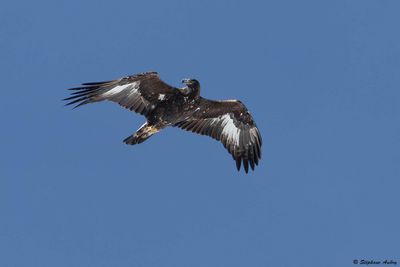 Aigle royal, Aquila chrysaetos