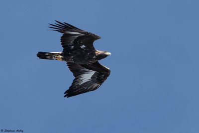 Aigle royal, Aquila chrysaetos