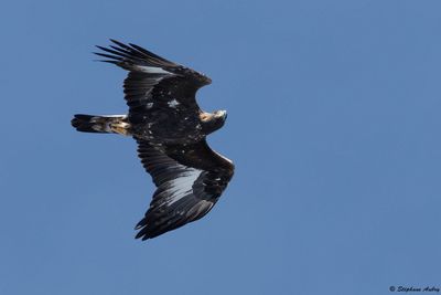 Aigle royal, Aquila chrysaetos