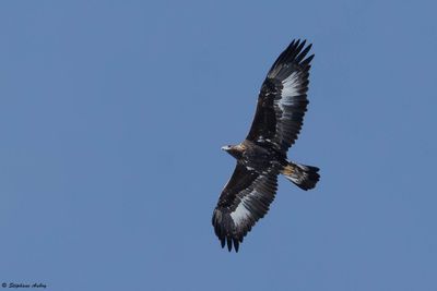 Golden Eagle / Aigle royal, Aquila chrysaetos, Berne-Fribourg, CH, 2024-25