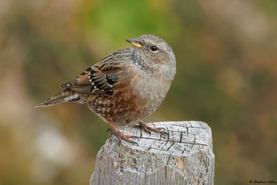 Accenteur alpin, Prunella collaris