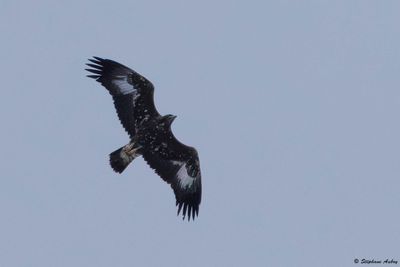 Aigle royal, Aquila chrysaetos