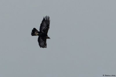 Aigle royal, Aquila chrysaetos