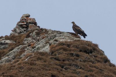 Aigle royal, Aquila chrysaetos