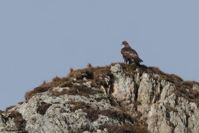 Aigle royal, Aquila chrysaetos