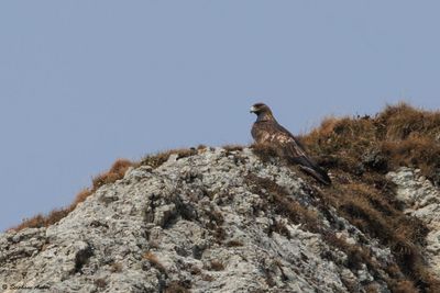 Aigle royal, Aquila chrysaetos