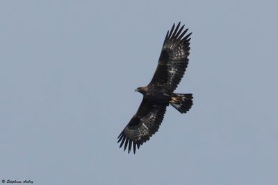 Aigle royal, Aquila chrysaetos